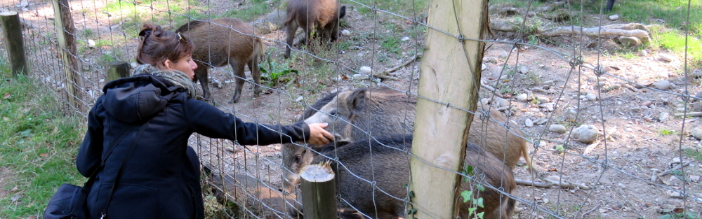 Wildschweine sind durch die Fütterung im Gatter handzahm und werden anschließend zu Tode gehetzt.