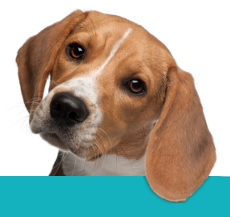 Ein treuherzig drein blickender Beagle