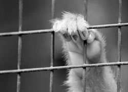 Affenhand hinter Gittern